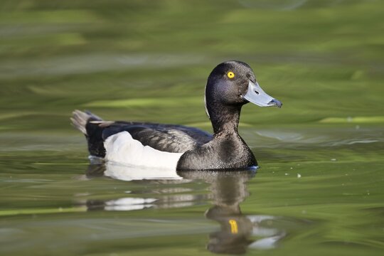 Tufted Duck (Aythya fuligula), a drake swimming, North Rhine-Westphalia, Germany