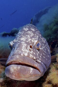 Portrait of dusky grouper (Epinephelus marginatus) (Mycteroperca marginatus) in the Mediterranean Sea near Hy&egrave;res. Dive site marine reserve Port Cros, C&ocirc;te dAzur, France