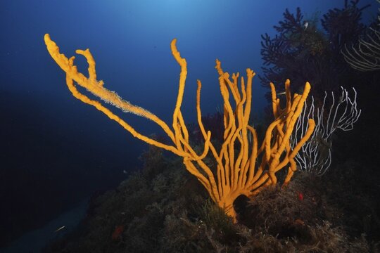 Bright orange holey antler sponge (Axinella polypoides), sea sponge, rising in a deep blue underwater landscape in the Mediterranean near Hy&egrave;res, Giens peninsula diving site, Porquerolles, Provence, C&ocirc;te d'Azur, France