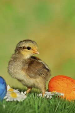 Chicken chicks with colourful Easter eggs, North Rhine-Westphalia, Germany
