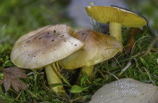 Common knight, yellow-fleshed greenling, greenfinch, coniferous greenling, tricholoma equestre, tricholoma flavovirens, fungi, fungus, man on horseback, mushrooms, yellow knight