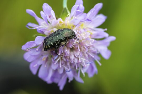 Leaf horn beetle, oxythyrea funesta, rose beetle, scarabaeidae, weeping rose beetle, white spotted rose beetle, beetle, coleoptera, insects, beetles