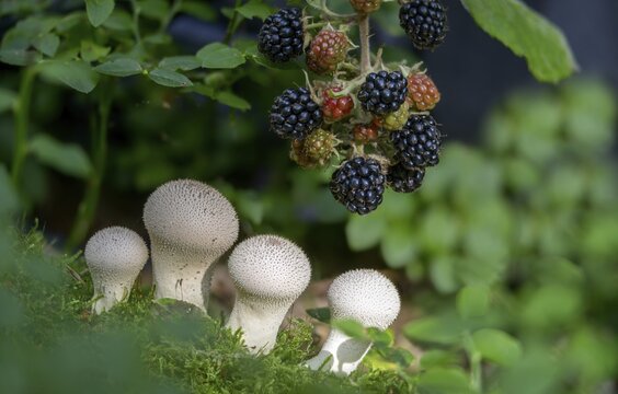 Blackberry, real blackberry, bottle dust, lycoperdone perlatum, rubus fruticosus agg., dust, blackberry, common puffball, devil's snuff box, flora, fungi, fungus, gem-studded puffball, plants, mushrooms, plants, warted puffball, wolf farts