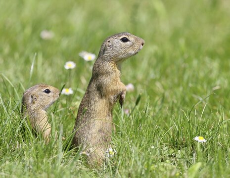 European ground squirrel (Spermophilus citellus) looking out of its burrow with curiosity and interest, Lake Neusiedl National Park, Burgenland, Austria