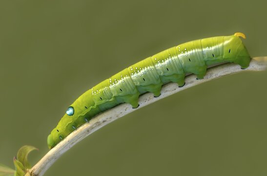 Army green moth, daphnis nerii, oleander hawk-moth, oleander swarmers, inchworm, insects, moths, moths, moths, caterpillars, butterflies