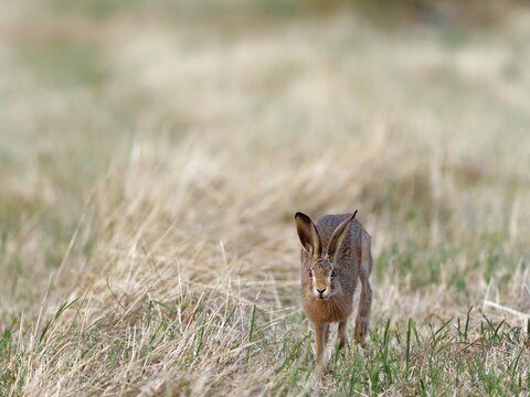 A brown hare (Lepus europaeus) runs towards the photographer across a meadow, Solms, Hesse, Germany