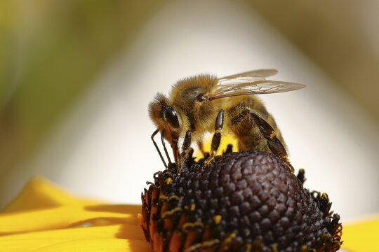 Honey bee (Apis mellifera) on yellow coneflower (Echinacea paradoxa), North Rhine-Westphalia, Germany