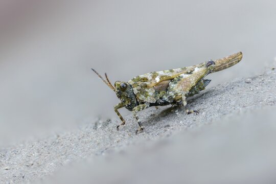 Cepero's groundhopper, sand groundhopper, tetrix ceperoi, western spinhopper, grasshopper, grasshopper, grasshopper, grasshoppers, insects