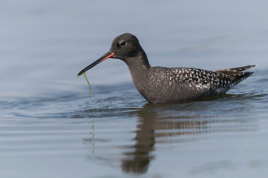 Dark water strider, spotted redshnak, tringa erythropus, birds, charadriiformes, limicoles, snipe birds, scolopacidae, birds, waders, waders