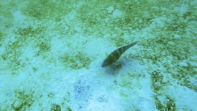 Blue-striped surgeonfish (Acanthurus lineatus), Galapagos, Ecuador