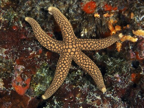 Starfish with dot pattern, New Caledonia starfish, yellow reticulated starfish (Nardoa novaecaledoniae), on reddish coral background, dive site Toyapakeh, Nusa Ceningan, Nusa Penida, Bali, Indonesia