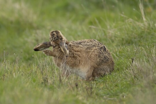 European brown hare (Lepus europaeus) adult animal in grassland, England, United Kingdom