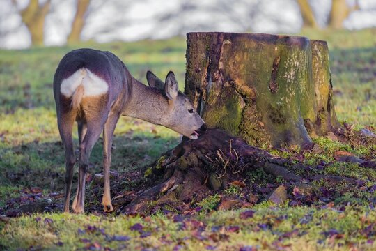 A female roe deer (Capreolus capreolus) nibbles moss from a tree stump at sunrise