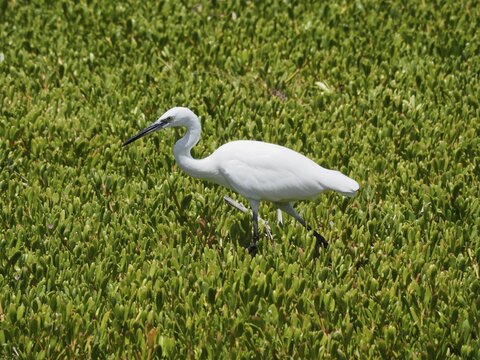 A little egret (Egretta garzetta) forages for food in a green wetland, Gran Canaria, Spain