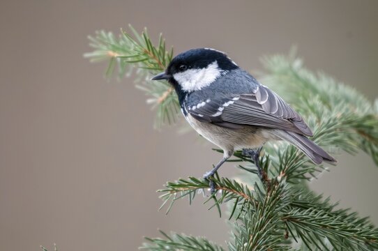 Coal tit, parus ater, periparus ater, pine tit, birds, tits, passeri, songbirds, tits, birds