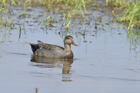 Gadwall (Mareca strepera), male, swimming on bog pond, spring, wildlife, H&uuml;de, Ochsenmoor, D&uuml;mmer See, H&uuml;de, Lower Saxony, Germany
