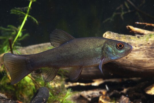 Schleie, Tench, Tinca Tinca, Doctor Fish, Fishes, Pisces