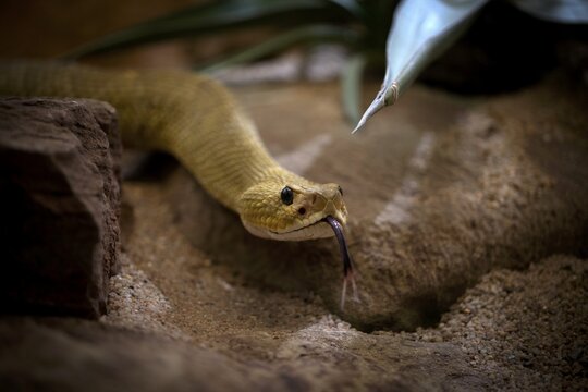 Venomous mexican west coast rattlesnake (Crotalus basiliscus), captive, tongues, Germany