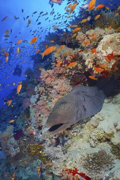 Giant Moray (Gymnothorax javanicus) moray with a shoal of sea goldie (Pseudanthias squamipinnis) . Two divers in the background. Dive site Ras Mohamed, Sinai, Egypt, Red Sea