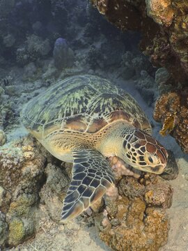 Green turtle (Chelonia mydas) . Dive site Ras Mohamed, Sinai, Egypt, Red Sea