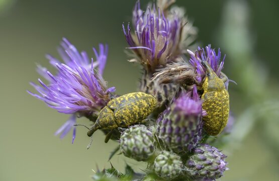 Thistle weevil, larinus cf sturnus, larinus sturnus, weevil, beetle, coleoptera, insects, beetles