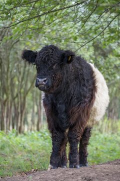 Artiodactyla, belted galloway, belties, bos taurus sspec.5, cattle, even-toed ungulate, galloway cattle, cloven-hoofed, domesticated animals, pet, high size, portrait format, mammals, cattle, mammals