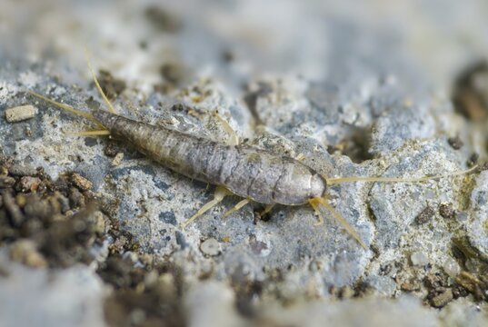 Lepisma saccharinum, silverfish, sugar guest, insects, silverfish