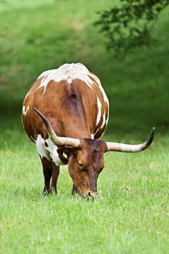 Texas longhorn cow grazing in a meadow, Meienberg, Canton of Aargau, Switzerland