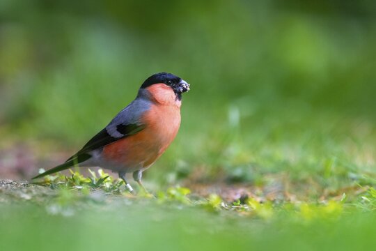 Bullfinch (Pyrrhula pyrrhula), Vechta, North Rhine-Westphalia, Germany