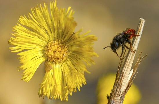 Apidae, bees, hymenoptera, mason bee, osmia bicornis, osmia rufa, red mason bee, insects