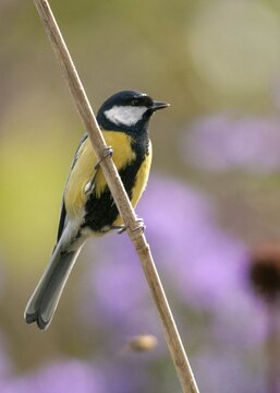 Great tit, great tit, parus major, birds, garden, high size, portrait format, tits, passeri, songbirds, songbirds, tits, birds