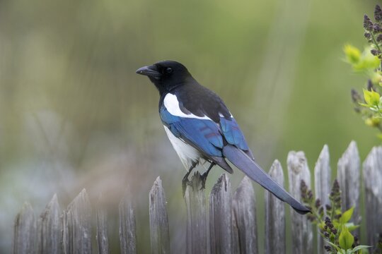 Magpie, pica pica, birds, corvidae family of birds, garden, garden fence, garden fence, passeri, corvids, songbirds, birds