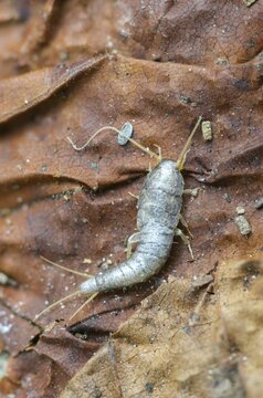 Lepisma saccharinum, silverfish, sugar guest, high size, portrait format, insects, silverfish