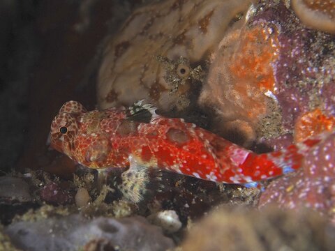 A colourful fish with red patterns, Cape three-finned blenny (Cremnochorites capensis), nestles on a reef wall surrounded by corals. Dive site Sodwana Bay National Park, Maputaland Marine Reserve, iSimangaliso Wetland Park, KwaZulu Natal, South Africa