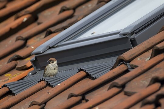 Tree sparrow (Passer montanus) adult bird on a building roof, England, United Kingdom