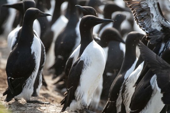 Common guillemot, common murre, Norway, idiot, Uria eel, varanger, alcidae, alkenbirds, birds, lummen, uria, birds