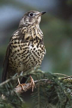 Mistletoe thrush, turdus viscivorus, birds, high size, portrait format, passeri, sleep, songbirds, sleep, songbirds