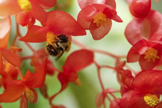 A bumblebee (Bombus) collecting nectar from a &lsquo;Comte de Lesseps' begonia (Begoniaceae) in the Tropical Corridor, a hot and humid greenhouse that simulates a tropical habitat, at Chelsea Physic Garden, a historic botanical garden and the oldest botanical garden in London, founded in 1673 by the Worshipful Society of Apothecaries, Chelsea, England, United Kingdom