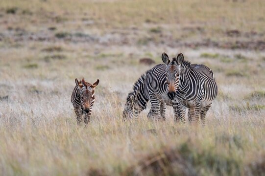 Cape Mountain Zebra (Equus zebra zebra), mother with foal, Mountain Zebra National Park, Eastern Cape, South Africa