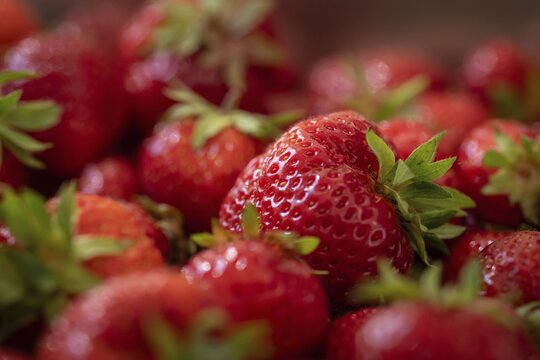 Freshly picked strawberries, Baden-W&uuml;rttemberg, Germany