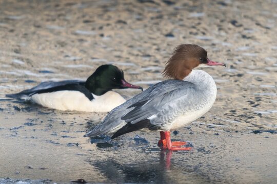 Goosander, goose s&auml;ger, mergus merganser, anatidae, birds, duckbirds, female, male, s&auml;ger, birds, waterbirds, waterbirds, female