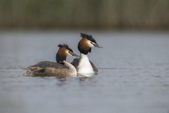 Granelli, Great Crested Grebe, Italy, Pantano Cuba Lagoon, Pantani Cuba and Longarini, Podiceps Cristatus, Migratory Bird Sanctuary, Pantani Cuba & Longarini Migratory Bird Sanctuary, Birds, Grebe, Italy, Grebe, Podicipedidae, Sicily, Foundation for Biodiversity, Divers, Birds, Waterbirds, Waterbirds