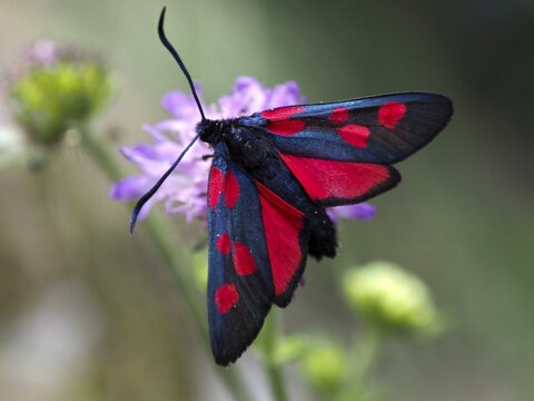 A black-and-red horseshoe-clover burnet (Zygaena transalpina), also known as the burnet moth or blood-drop moth, with outstretched wings on a purple flower, Goms, Canton of Valais, Switzerland
