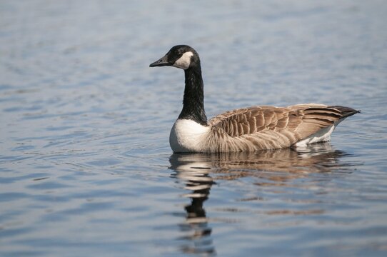 Branta Canadensis, Canada Goose, Canada Goose, Sweden, Anatidae, Birds, Duckbirds, Goose, Geese, Geese, Sweden, Birds, Waterbirds