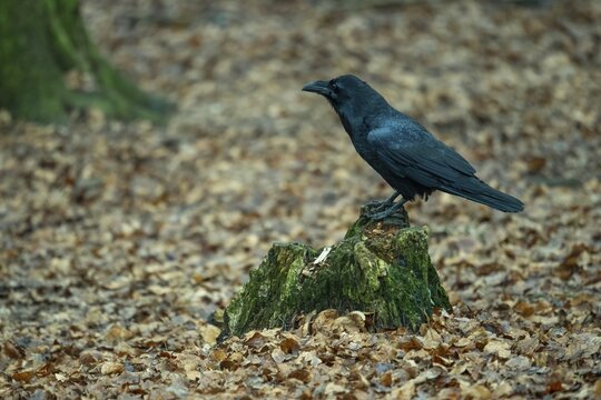 Common Raven (Corvus corax), Neuhaus, Lower Saxony, Germany