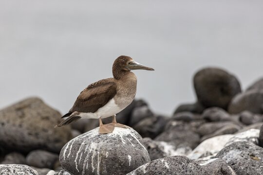 White-bellied booby (Sula leucogaster), Galapagos, Ecuador