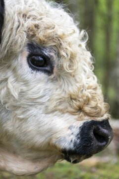 Artiodactyla, Bos Taurus sspec.4, cattle, even-toed ungulate, galloway cattle, galloway cattle, cloven-hoofed, domesticated animals, pet, high size, portrait format, mammals, cattle, mammals