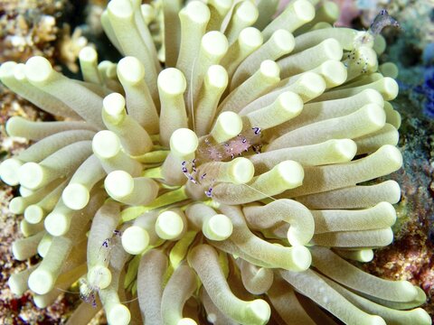 A pale green anemone mushroom coral (Heliofungia actiniformis) on the seabed in an underwater environment, dive site Close Encounters, Permuteran, Bali, Indonesia