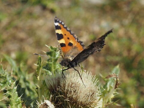 Side view of a butterfly with orange wings, the Small tortoiseshell (Aglais urticae), on a thistle, Goms, Canton of Valais, Switzerland