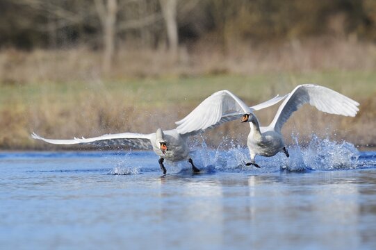 A mute swan (Cygnus olor) chases a rival out of its territory, North Rhine-Westphalia, Germany